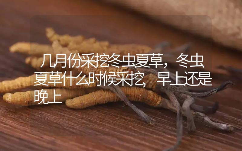 幾月份采挖冬蟲夏草，冬蟲夏草什么時候采挖,早上還是晚上