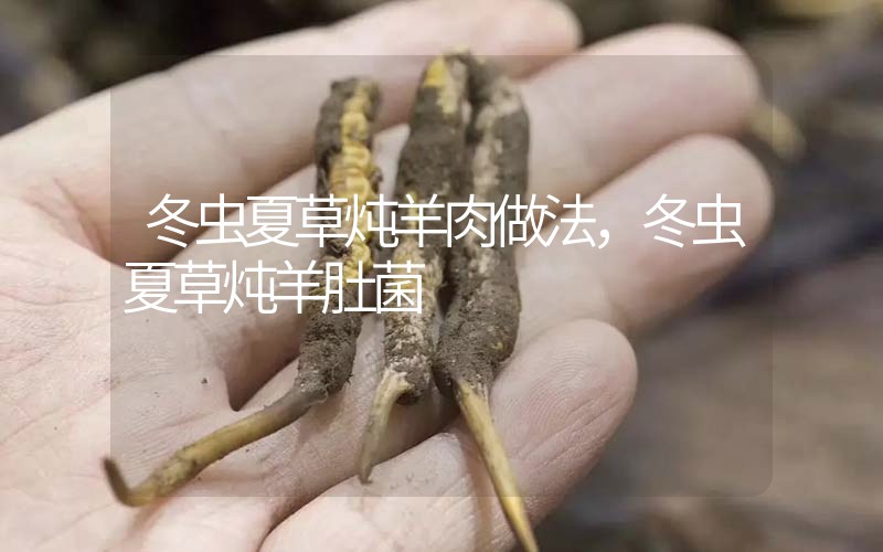 冬蟲夏草燉羊肉做法，冬蟲夏草燉羊肚菌