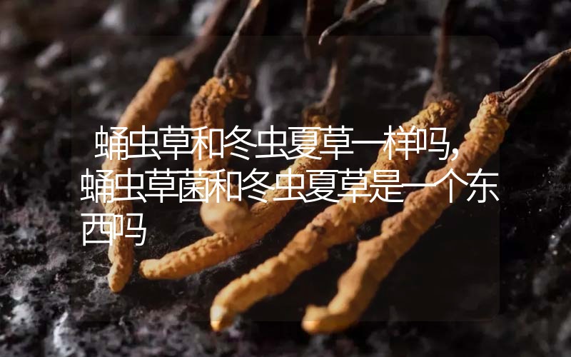 蛹蟲(chóng)草和冬蟲(chóng)夏草一樣嗎?，蛹蟲(chóng)草菌和冬蟲(chóng)夏草是一個(gè)東西嗎