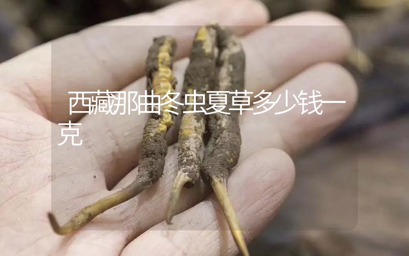 西藏那曲冬蟲(chóng)夏草多少錢(qián)一克？