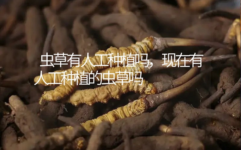 蟲(chóng)草有人工種植嗎，現(xiàn)在有人工種植的蟲(chóng)草嗎