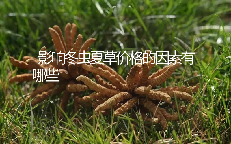 影響冬蟲夏草價(jià)格的因素有哪些？