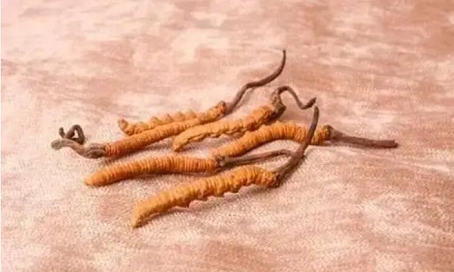 哪個產(chǎn)地的冬蟲夏草營養(yǎng)價值高,哪里的蟲草更好？