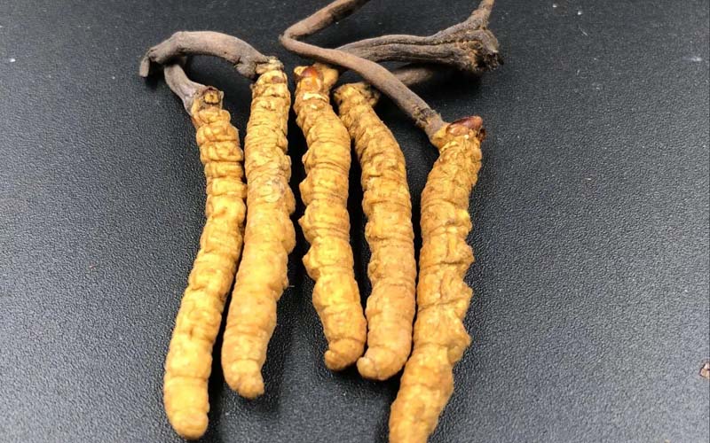 影響冬蟲(chóng)夏草的價(jià)格因素有哪些？
