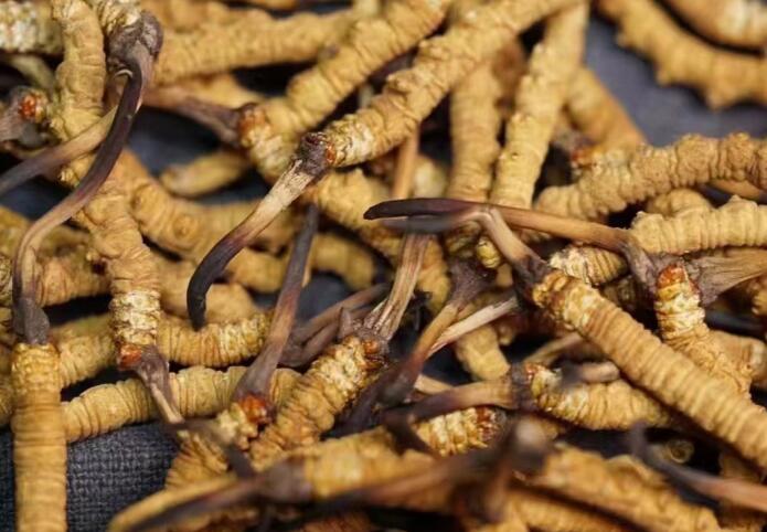 什么樣的冬蟲夏草不能買？