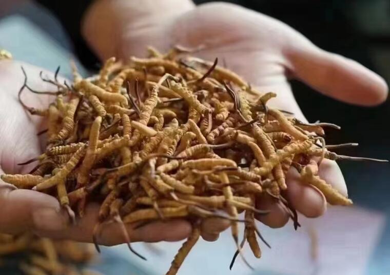 冬蟲夏草中有沒有激素？冬蟲夏草中有沒有有害物質(zhì)？