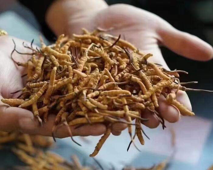 劣質(zhì)冬蟲(chóng)夏草是什么樣的