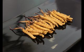 西藏那曲冬蟲(chóng)夏草批發(fā)價(jià)格？