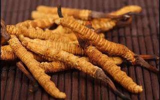 新鮮冬蟲(chóng)夏草怎么保存？