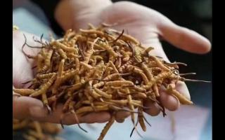 新鮮冬蟲夏草怎么吃？