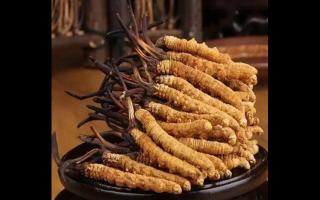 影響冬蟲夏草價格因素有哪些？