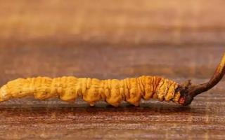 別被假冒偽劣品蒙騙了！如何辨別優(yōu)質(zhì)冬蟲夏草？