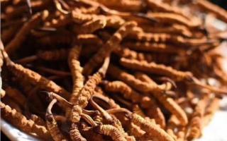 送禮送健康 高檔冬蟲夏草應(yīng)該如何選？