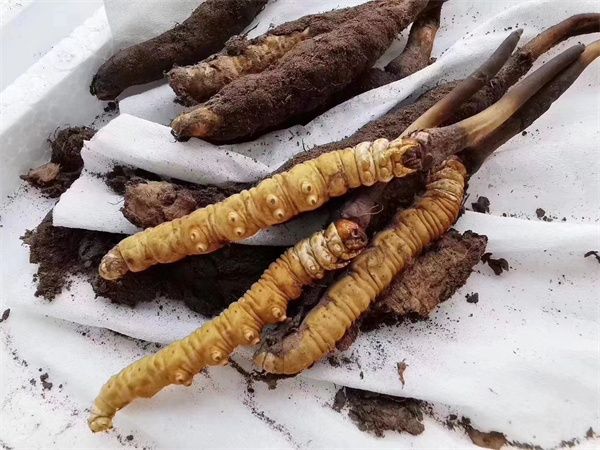 野生冬蟲(chóng)夏草多少錢(qián)一克？野生冬蟲(chóng)夏草2023價(jià)目表