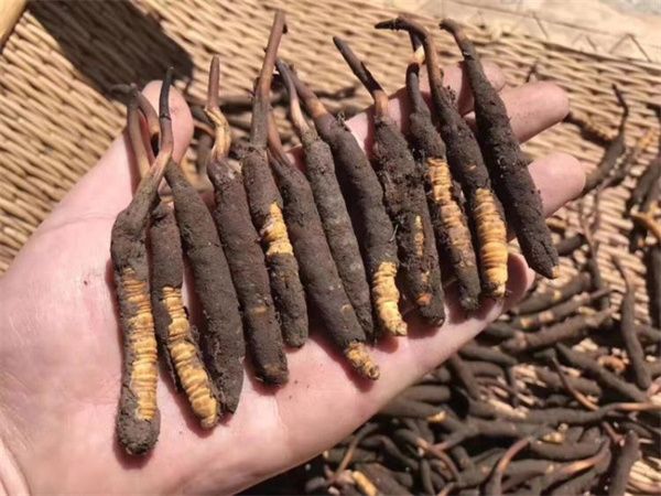 新鮮的冬蟲(chóng)夏草怎么保存方法？讓珍貴之草保持活力