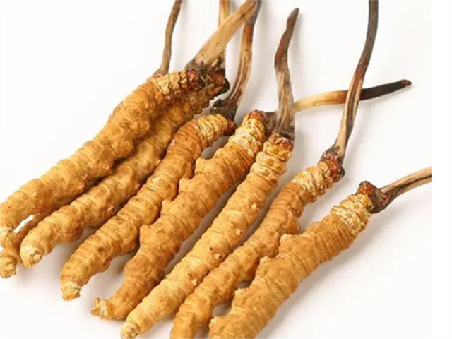 冬蟲夏草燉肉補什么？冬蟲夏草燉肉吃的4個好處