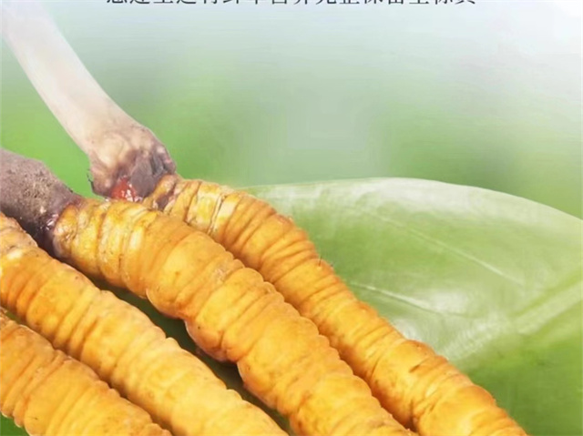 冬蟲夏草怎么吃可以防癌？冬蟲夏草的3種防癌食用方法