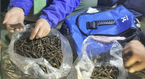新鮮那曲蟲草多少錢一根？揭秘冬蟲夏草的價格密碼