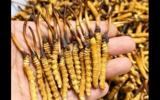 珍草王冬蟲夏草是真的嗎？揭秘珍稀藥材的真相