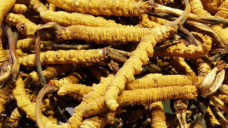 冬蟲夏草是什么味道？揭秘“軟黃金”的獨特風味