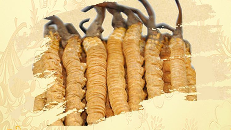 冬蟲(chóng)夏草御寒效果好嗎？科學(xué)解讀其抗寒機(jī)制
