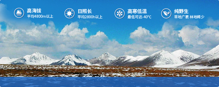 為什么說(shuō)西藏那曲的冬蟲(chóng)夏草，是品質(zhì)最好的蟲(chóng)草！