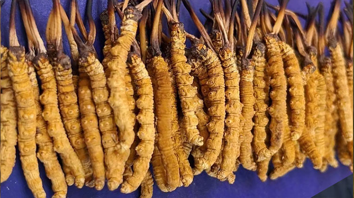 冬蟲(chóng)夏草是什么樣的