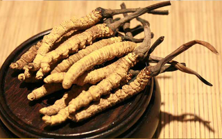 未來冬蟲夏草會漲價嗎？