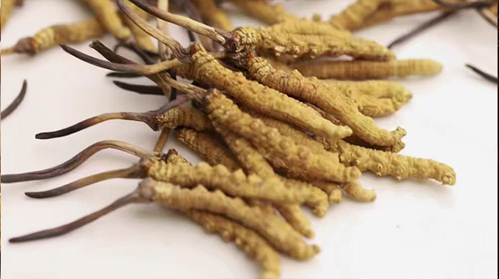 水溫決定營養(yǎng)！冬蟲夏草鮮草泡水溫度全解析?
