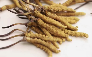 水溫決定營養(yǎng)！冬蟲夏草鮮草泡水溫度全解析?