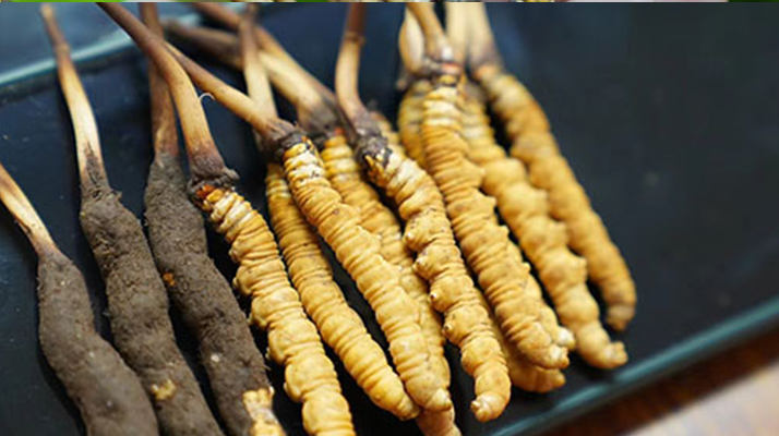 冬蟲夏草鮮草吃多久？科學(xué)食用周期與效果解析