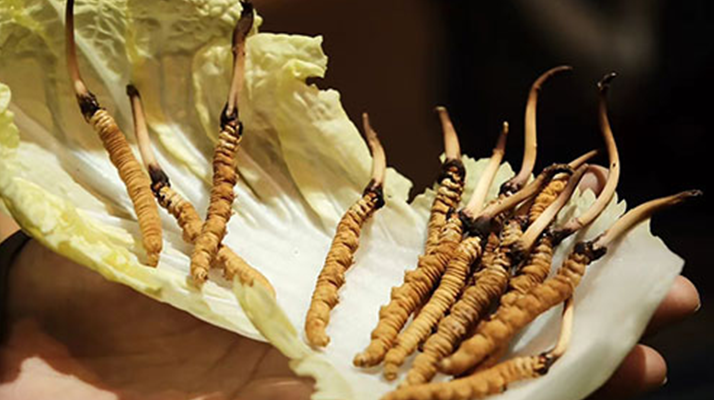 冬蟲(chóng)夏草：干草與鮮草的終極對(duì)比，哪種更適合你？