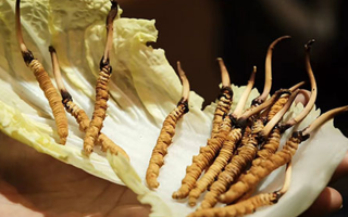 冬蟲(chóng)夏草：干草與鮮草的終極對(duì)比，哪種更適合你？