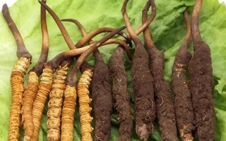 到哪里買新鮮的冬蟲夏草？三步辨真?zhèn)?，四大渠道安心?> </div>
            <div   id=